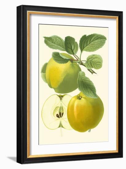 Antique Green Apple-Vision Studio-Framed Art Print