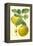 Antique Green Apple-Vision Studio-Framed Stretched Canvas