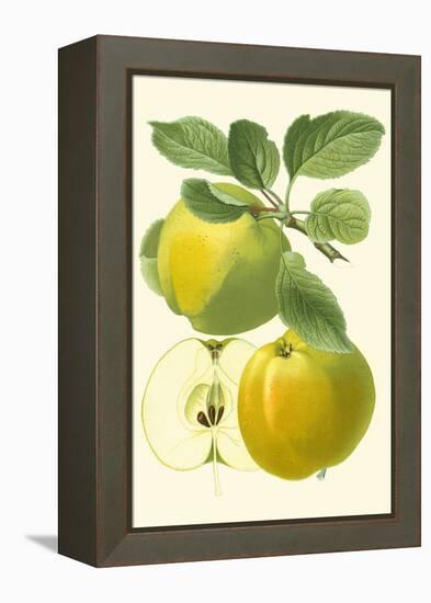 Antique Green Apple-Vision Studio-Framed Stretched Canvas