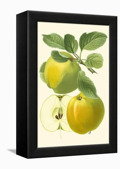 Antique Green Apple-Vision Studio-Framed Stretched Canvas