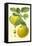 Antique Green Apple-Vision Studio-Framed Stretched Canvas