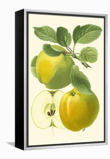 Antique Green Apple-Vision Studio-Framed Stretched Canvas