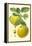 Antique Green Apple-Vision Studio-Framed Stretched Canvas