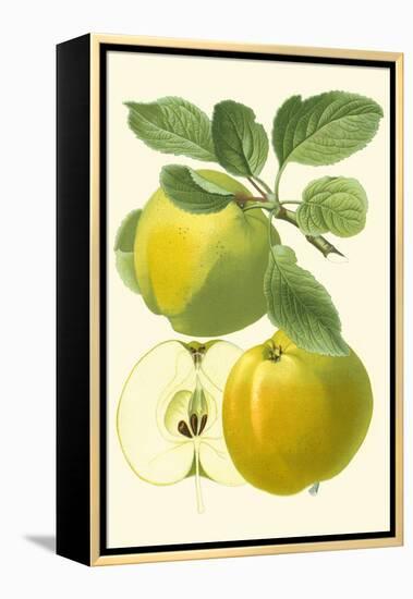 Antique Green Apple-Vision Studio-Framed Stretched Canvas