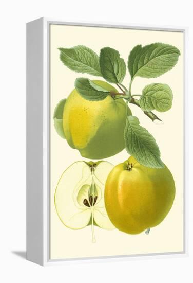 Antique Green Apple-Vision Studio-Framed Stretched Canvas