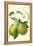 Antique Green Pear-Vision Studio-Framed Stretched Canvas