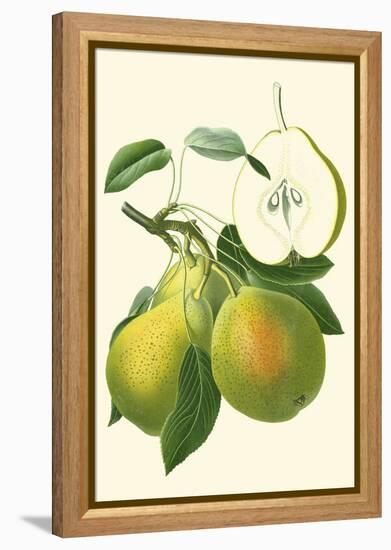 Antique Green Pear-Vision Studio-Framed Stretched Canvas