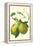 Antique Green Pear-Vision Studio-Framed Stretched Canvas