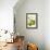 Antique Green Pear-Vision Studio-Framed Stretched Canvas displayed on a wall