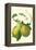 Antique Green Pear-Vision Studio-Framed Stretched Canvas