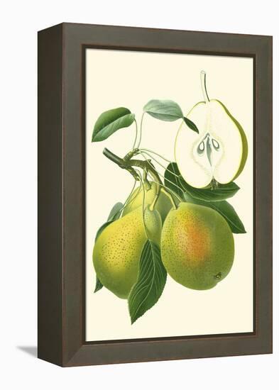 Antique Green Pear-Vision Studio-Framed Stretched Canvas