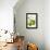 Antique Green Pear-Vision Studio-Framed Stretched Canvas displayed on a wall