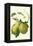 Antique Green Pear-Vision Studio-Framed Stretched Canvas