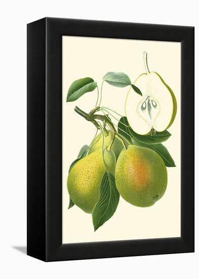 Antique Green Pear-Vision Studio-Framed Stretched Canvas