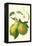 Antique Green Pear-Vision Studio-Framed Stretched Canvas