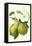 Antique Green Pear-Vision Studio-Framed Stretched Canvas