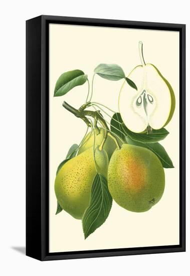 Antique Green Pear-Vision Studio-Framed Stretched Canvas