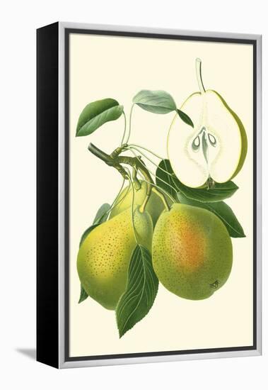 Antique Green Pear-Vision Studio-Framed Stretched Canvas