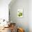 Antique Green Pear-Vision Studio-Framed Stretched Canvas displayed on a wall