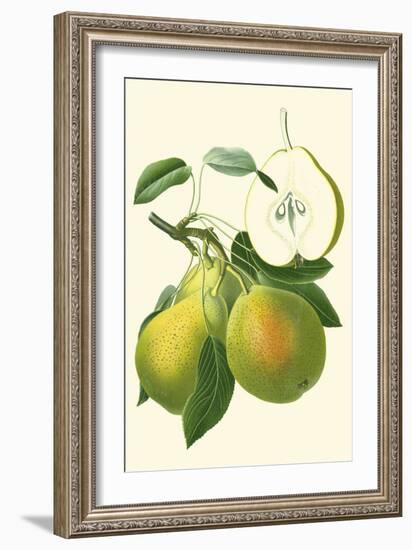 Antique Green Pear-Vision Studio-Framed Art Print