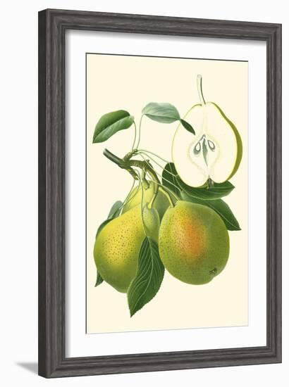 Antique Green Pear-Vision Studio-Framed Art Print