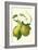 Antique Green Pear-Vision Studio-Framed Art Print