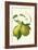 Antique Green Pear-Vision Studio-Framed Art Print