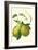 Antique Green Pear-Vision Studio-Framed Art Print