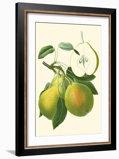 Antique Green Pear-Vision Studio-Framed Art Print