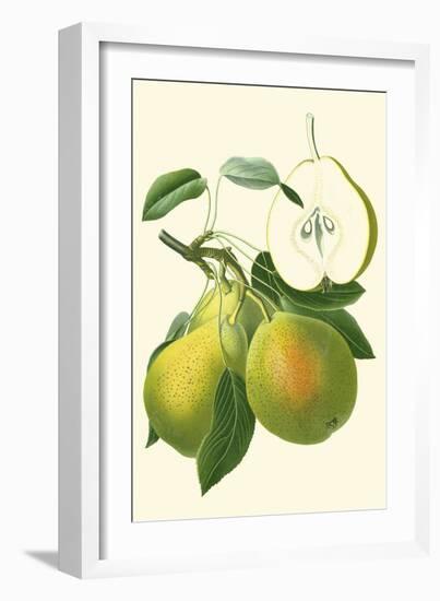 Antique Green Pear-Vision Studio-Framed Art Print