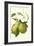 Antique Green Pear-Vision Studio-Framed Art Print