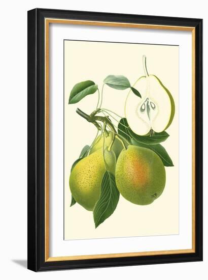 Antique Green Pear-Vision Studio-Framed Art Print