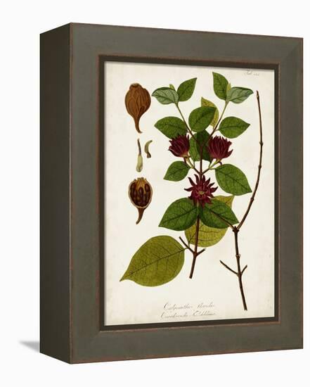 Antique Greenery I-Unknown-Framed Stretched Canvas