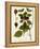 Antique Greenery I-Unknown-Framed Stretched Canvas