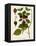 Antique Greenery I-Unknown-Framed Stretched Canvas