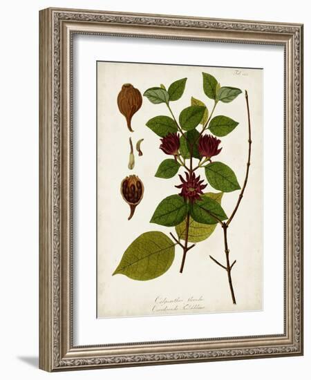 Antique Greenery I-Unknown-Framed Art Print