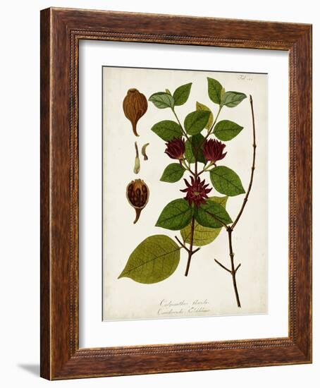Antique Greenery I-Unknown-Framed Art Print