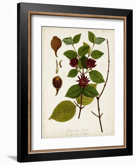 Antique Greenery I-Unknown-Framed Art Print