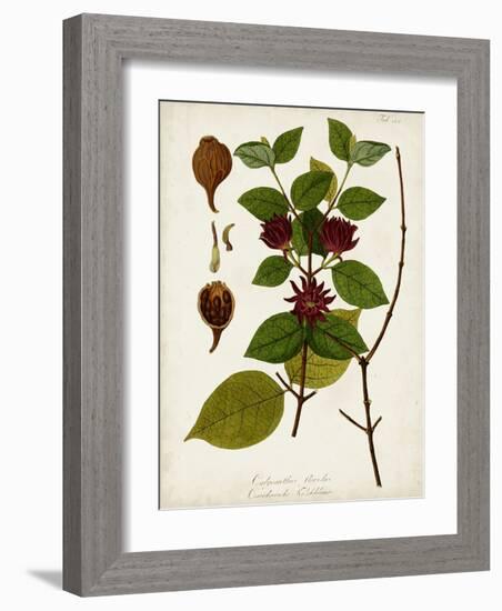 Antique Greenery I-Unknown-Framed Art Print