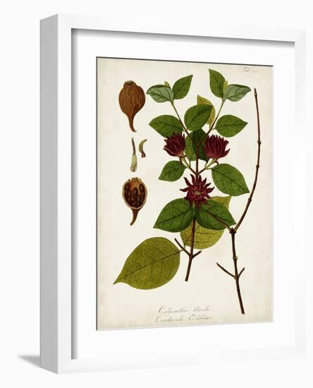 Antique Greenery I-Unknown-Framed Art Print