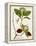 Antique Greenery II-Unknown-Framed Stretched Canvas