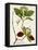 Antique Greenery II-Unknown-Framed Stretched Canvas