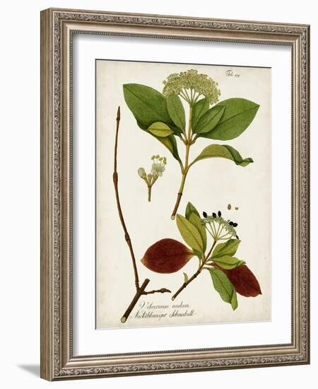 Antique Greenery II-Unknown-Framed Art Print