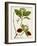 Antique Greenery II-Unknown-Framed Art Print