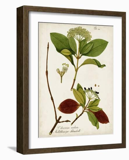 Antique Greenery II-Unknown-Framed Art Print