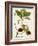 Antique Greenery II-Unknown-Framed Art Print