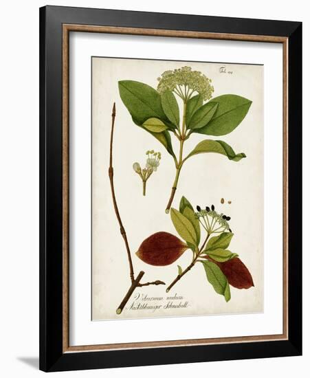 Antique Greenery II-Unknown-Framed Art Print