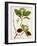 Antique Greenery II-Unknown-Framed Art Print