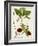 Antique Greenery II-Unknown-Framed Art Print