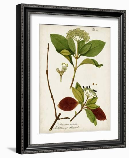 Antique Greenery II-Unknown-Framed Art Print